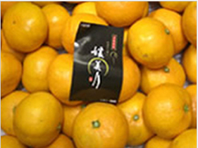 愛媛県・西宇和産 媛美月(ひめみづき)